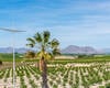 Detached Villas Near the Amenities in Algorfa Alicante 17