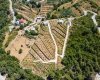 Investment Land with Avocado and Lemon Trees in Alanya 3