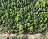 Olive Farm Close to the Center in Bodrum Mumcular 6