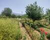 Investment Country House on Prime Land in Fethiye 7