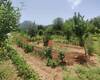 Investment Country House on Prime Land in Fethiye 11