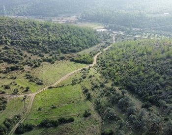 Olive Farm Close to the Center in Bodrum Mumcular 1