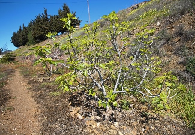 Удачно Расположенный Загородный Дом в Аренасе 19