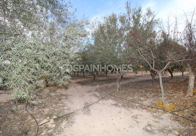 Spacious Real Estate with Private Pool in Alicante Elda 19