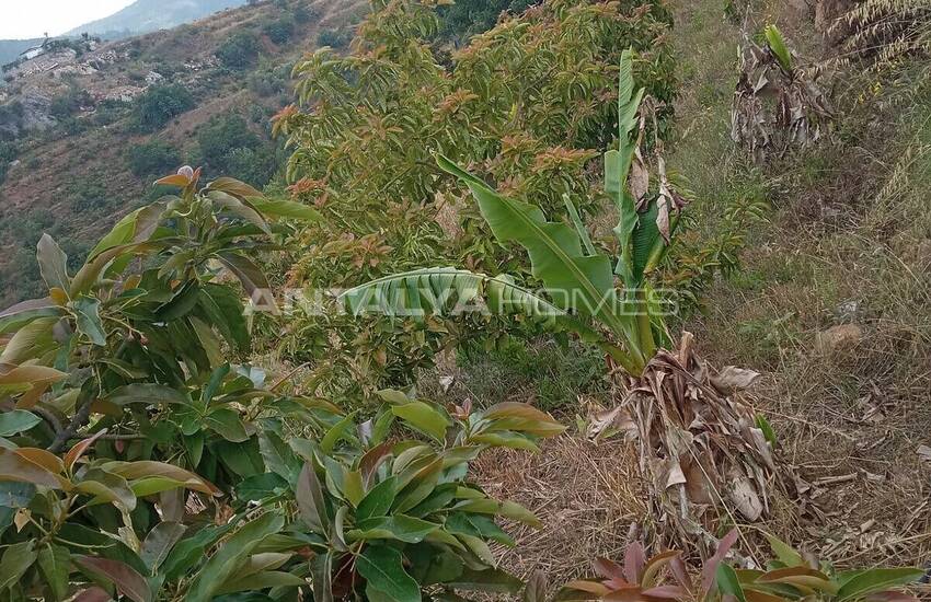 60.000 M² Land Met Avocadobomen In Gazipasa Alanya 3