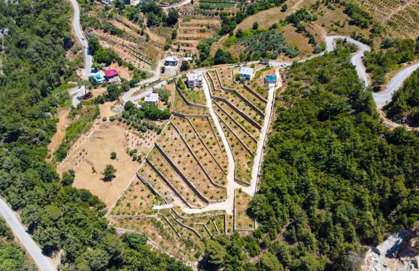 Investment Land with Avocado and Lemon Trees in Alanya 3