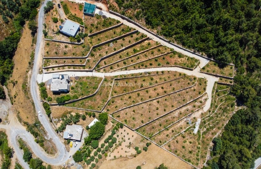 Investment Land with Avocado and Lemon Trees in Alanya 4