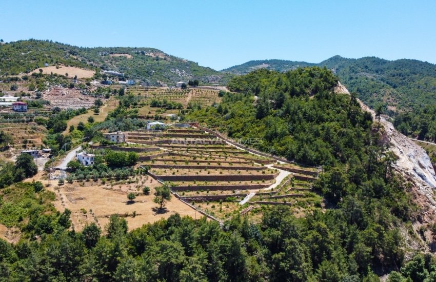 Investment Land with Avocado and Lemon Trees in Alanya 5