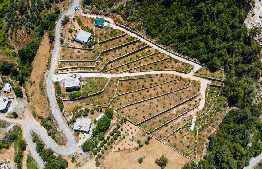 Investment Land with Avocado and Lemon Trees in Alanya 1