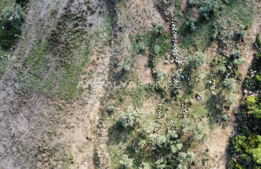 Olive Farm Close to the Center in Bodrum Mumcular 3