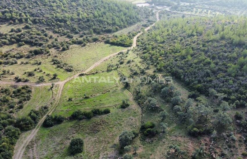 Olive Farm Close to the Center in Bodrum Mumcular 4
