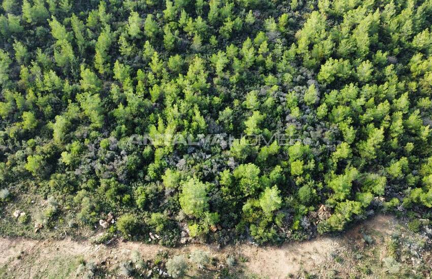 Olive Farm Close to the Center in Bodrum Mumcular 6
