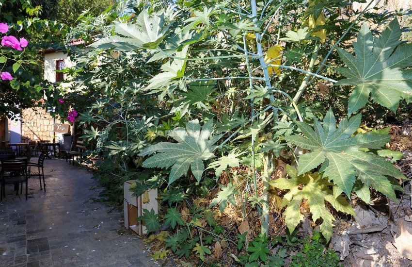 Commercial Land with All Necessary Permits in Kaleiçi 3