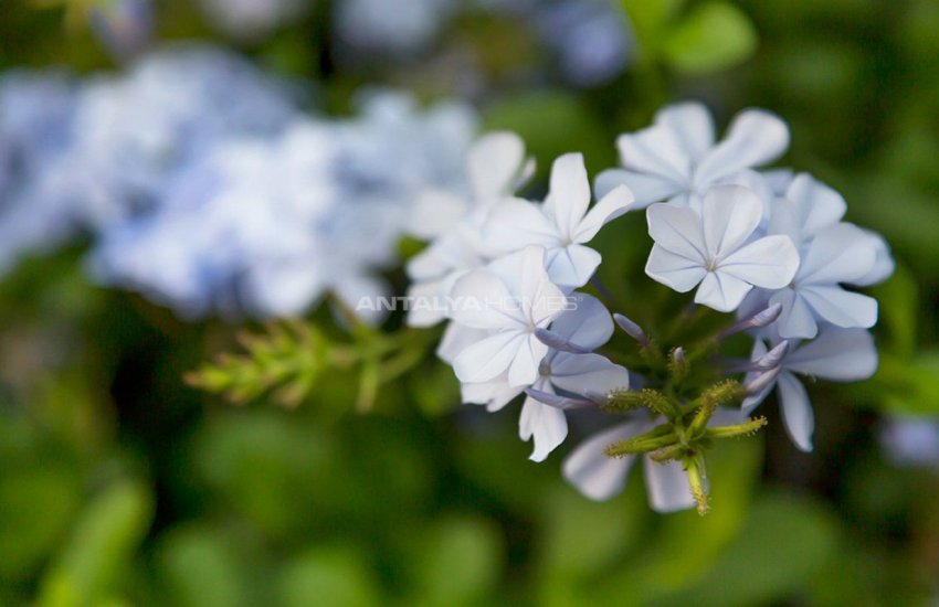 Furnished Kalkan Real Estate with Private Infinity Pool 10