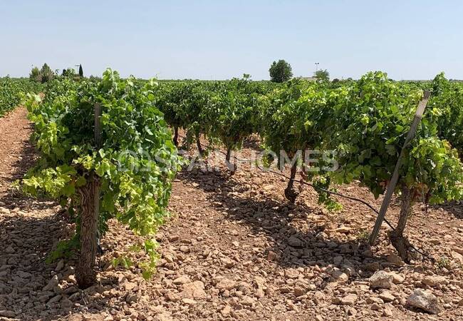 Villa with Large Cultivable Plots in Yecla Murcia 14