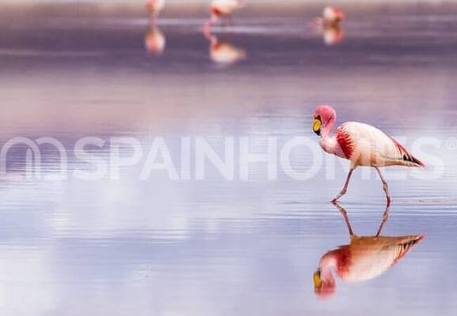 San Pedro Del Pinatar'da Özel Havuzlu ve Şık Tasarımlı Villa 37