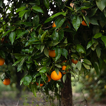 The Fertile Heart of Turkish Agriculture The Fertile Heart of Turkish Agriculture