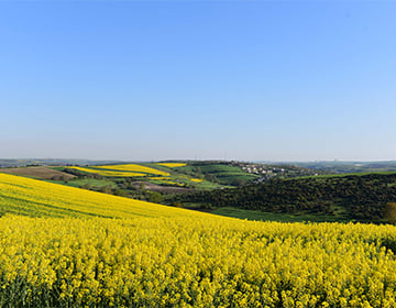 Arnavutköy's Natural Surroundings