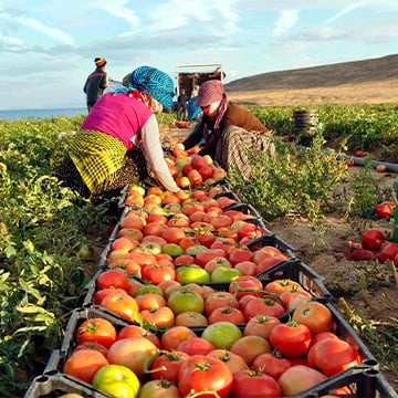 two woman harvesting tomatos in a agricultural land