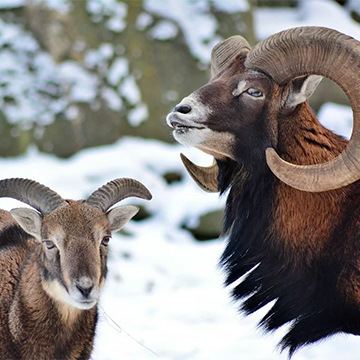 le mouflon d'anatolie