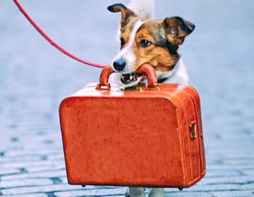 pet, dog, bag, travel pet, dog, bag, travel