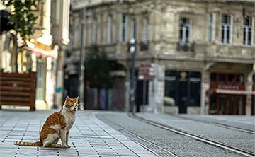 خارجی بودن در ترکیه در هنگام ویروس کرونا