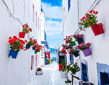 bodrum-flowers-white-houses